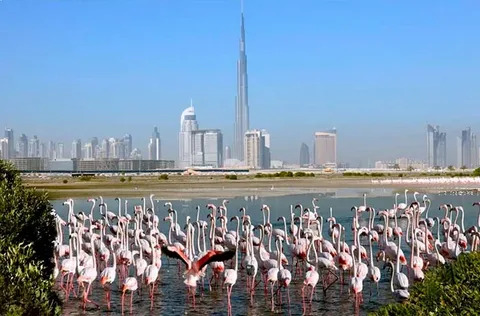Ras Al Khor Wildlife Sanctuary